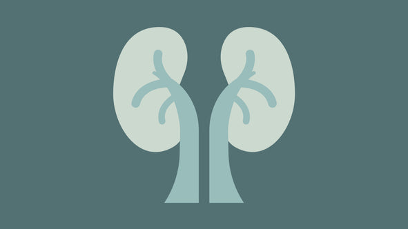 Holistic Kidney Cleansing: Nurturing Your Body from a Functional Medicine Perspective