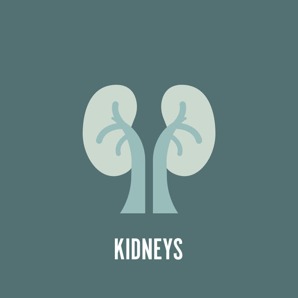 Holistic Kidney Cleansing: Nurturing Your Body from a Functional Medicine Perspective