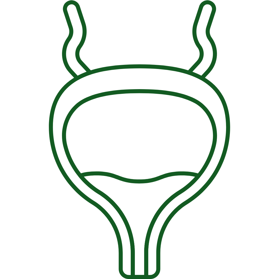 Bladder